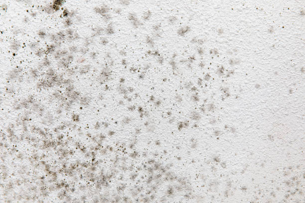 Best Mold Prevention Services  in Las Cruces, NM