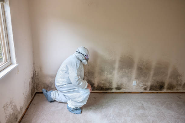 Trusted Las Cruces, NM Mold Removal Experts