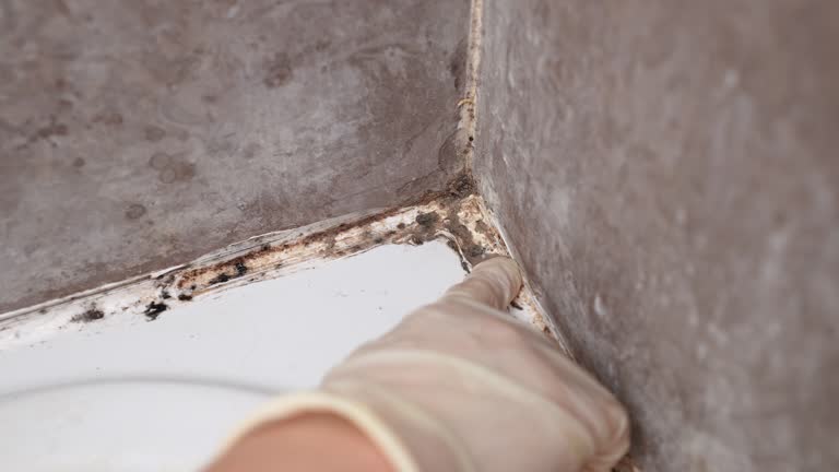 Best Mold Removal for HVAC Installations  in Las Cruces, NM